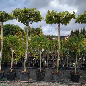Platan javorolistý (Platanus acerifolia) - STRECHA, výška 160-240 cm, obvod kmeňa 10/15 cm, kont. C45L