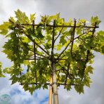 Platan východný (Platanus orientalis) výška: 250 cm, obvod kmeňa: 14/18 cm, kont. C45L - STRECHA