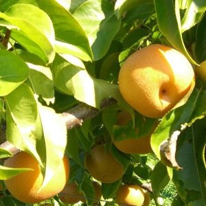Ázijská hruška (Pyrus Pyrifolia) ´SHINSEIKI´, výška: 160-180 cm, obvod kmeňa: 4/6 cm, kont. C6L  