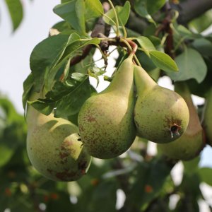 Hruška obyčajná (Pyrus communis) ´KONFERENCIA´  jesenná, výška: 180-220 cm, obvod kmeňa: 4/6 cm, kont.C6L