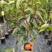 Ebenovník rajčiakový - Hurmikaki (Diospyros kaki) ´CIOCCOLATINO´ - výška 160-180 cm, obvod kmeňa: 6/8 cm, kont. C18L (-20°C) 