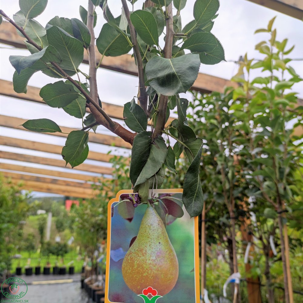 Hruška obyčajná (Pyrus communis) ´KONFERENCIA´ - zahradnici.sk