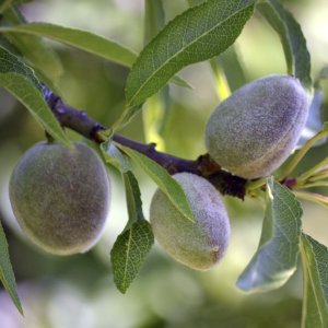 Mandľovník (Prunus dulcis) ´FILIPPO CEO´ - výška 130-180 cm, kont. C6L (-20°C)