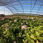 Hortenzia kalinolistá (Hydrangea macrophylla) ´BELA´, výška: 50-80 cm, kont. C10L 