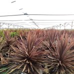 Cordyline Australis ´FESTIVAL BURGUNDY´®  - výška 40-60 cm, kont. C2L (-12°C)