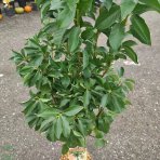 Mini čerešňa stĺpovitá (Prunus Avium) ´MOREL´ výška: 110-130 cm, obvod kmeňa: 8/10 cm, kont. C10L 