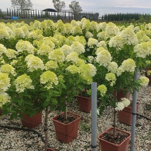 Hortenzia metlinatá (Hydrangea paniculata) ´LIMELIGHT´- výška 90-120 cm, kont. C18L - NA KMIENKU (34°C)