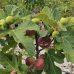 Figovník jedlý (Ficus Carica) ´VIOLETTE NORMANDE´ - výška 130-160 cm, kont. C10L (-16°C) 