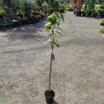 Sakura ozdobná (Prunus serrulata) ´KANZAN´ - výška 160-180 cm, kont. C7.5L