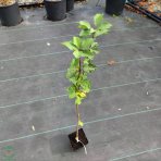 Muchovník jelšolistý (Amelanchier alnifolia) ´MARTIN´ výška: 40-60 cm, kont. P9