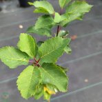 Muchovník jelšolistý (Amelanchier alnifolia) ´MARTIN´ výška: 40-60 cm, kont. C1L