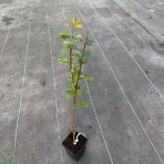 Muchovník jelšolistý (Amelanchier alnifolia) ´HONEYWOOD´- výška 40-60 cm, kont. C1L