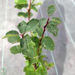 Muchovník jelšolistý (Amelanchier alnifolia) ´HONEYWOOD´- výška 40-60 cm, kont. P9