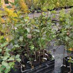 Muchovník jelšolistý (Amelanchier alnifolia) ´HONEYWOOD´- výška 40-60 cm, kont. P9