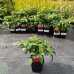 Malinojahoda (Rubus Illecebrosus)  20-30 cm, kont. C1L