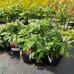 Malinojahoda (Rubus Illecebrosus)  20-30 cm, kont. C1L