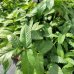 Malinojahoda (Rubus Illecebrosus)  20-30 cm, kont. C1L