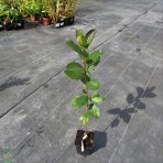 Arónia čerešňolistá (Aronia prunifolia) ´NERO´ - výška 40-60 cm; kont.C2L