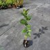 Arónia čerešňolistá (Aronia prunifolia) ´NERO´ 70-100 cm; kont.C1L