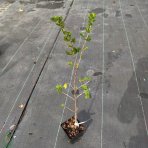 Egreš obyčajný (Grossularia uva-crispa) ´NIESLUCHOWSKI´ - výška 30-50 cm, kont. C2L, červený, stredne skorý - KRÍČKOVÝ