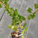 Egreš obyčajný (Grossularia uva-crispa) ´NIESLUCHOWSKI´ - výška 30-50 cm, kont. C2L, červený, stredne skorý - KRÍČKOVÝ