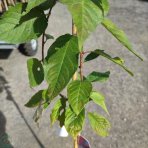 Sakura ozdobná (Prunus serrulata) ´KANZAN´ - výška 160-180 cm, kont. C7.5L