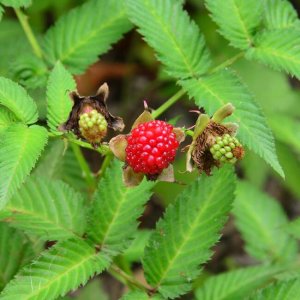 Malinojahoda (Rubus Illecebrosus)  20-30 cm, kont. C1L