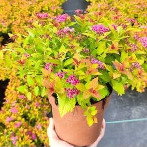 Tavoľník japonský (Spiraea Japonica) ´FIRELIGHT´ - výška 20-30 cm, ⌀ 20-40 cm, kont. C2L 