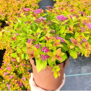 Tavoľník japonský (Spiraea Japonica) ´FIRELIGHT´ výška: 20-30 cm, ⌀ 20-40 cm, kont. C2L 