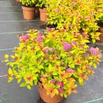 Tavoľník japonský (Spiraea Japonica) ´FIRELIGHT´ výška: 20-30 cm, ⌀ 20-40 cm, kont. C2L 