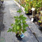 Černica nepichľavá - beztŕňová (Rubus fruticosus) ´BLACK SATIN´ - skorá 30-50 cm; kont. C1.5L/C2L