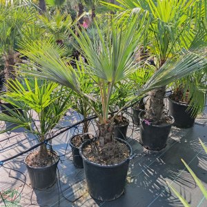 Brahea modravá (Brahea armata) výška kmeňa 30-40 cm, celková výška 100-120 cm, kont. C50L (-10°C)