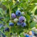 Čučoriedka kanadská (Vaccinium corymbosum) ´BLUECROP´- stredne skorá 30-70 cm; kont. C1L