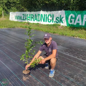 Hrab obyčajný (Carpinus betulus) – výška 40-60 cm, kont. C2L