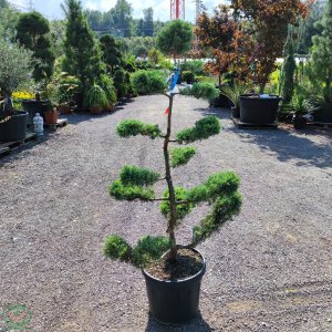 Borievka prostredná Juniperus media ´PFITZERIANA GLAUCA´(-30°C) – 150-170cm, kont.C45L – BONSAJ