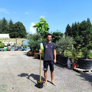 Katalpa nádherná (Catalpa speciosa) ´PULVERULENTA´ - výška 200-240cm, kont. C10L