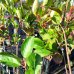Arónia čiernoplodá (Aronia melanocarpa)  - výška 140-160 cm - NA KMIENKU