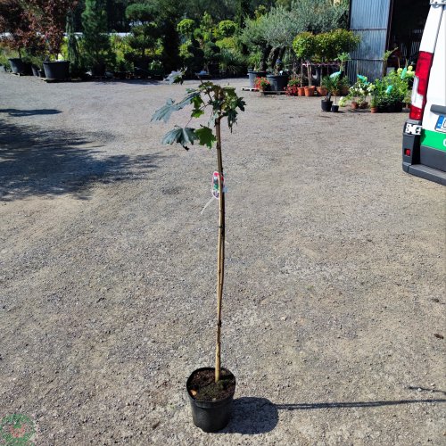 Javor mliečny (Acer platanoides) ´CRIMSON KING´  - výška 150-190cm, kont. C5L 