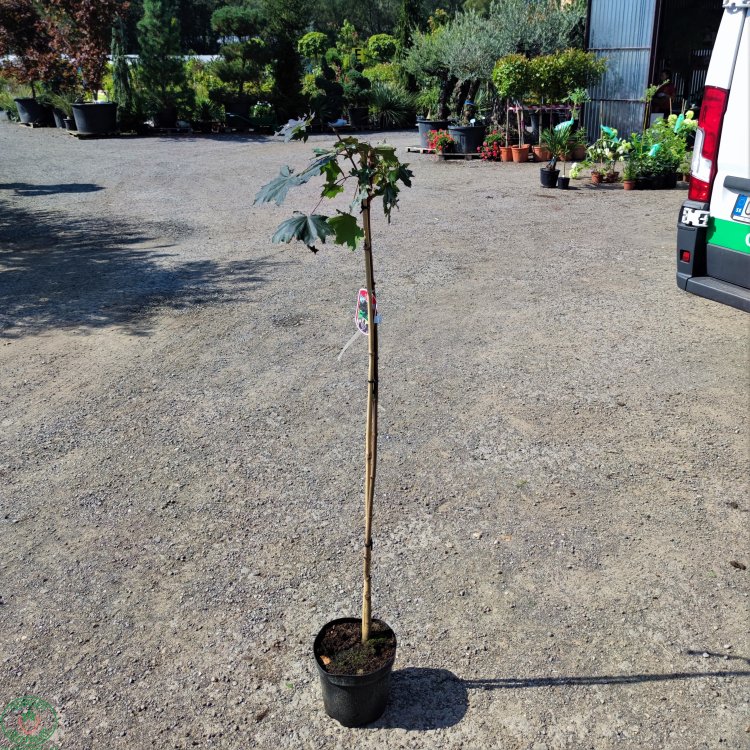 Javor mliečny (Acer platanoides) ´CRIMSON KING´  - výška 150-190cm, kont. C5L 