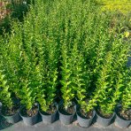Vtáčí zob vajcolistý (Ligustrum Ovalifolium) - výška 20-50 cm, kont. C2L
