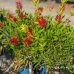 Tyčinkovec (Callistemon) ´LAEVIS´ - výška 50-100 cm, kont. C9L