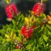 Tyčinkovec (Callistemon) ´LAEVIS´ - výška 50-100 cm, kont. C9L
