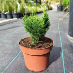 Cypruštek Lawsonov (Chamaecyparis lawsoniana) ´MINIMA GLAUCA´ - výška: 15-20 cm, kont. C2L