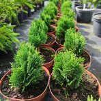 Cypruštek Lawsonov (Chamaecyparis lawsoniana) ´MINIMA GLAUCA´ - výška 15-20 cm, kont. C2L