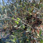 Olivovník európsky (Olea Europaea) - výška 170+cm, kont. C230L - BONSAJ (-12°C)