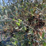 Olivovník európsky (Olea Europaea) - výška 170+cm, kont. C230L - BONSAJ (-12°C)