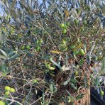 Olivovník európsky (Olea Europaea) - výška 170+cm, kont. C230L - BONSAJ (-12°C)