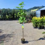 Katalpa bignóniovitá (Catalpa bignonioides) ´AUREA´ - výška 160-220 cm, obvod kmeňa 4/6 cm, kont. C7,5L