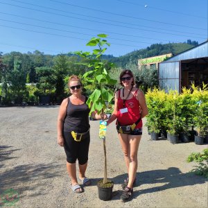 Katalpa bignóniovitá (Catalpa bignonioides) ´AUREA´ - výška 160-220 cm, obvod kmeňa 4/6 cm, kont. C7,5L