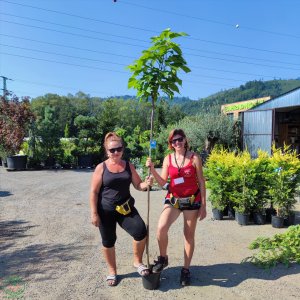 Katalpa bignóniovitá (Catalpa bignonioides) ´NANA´ - výška 200-250 cm, kont. C5L